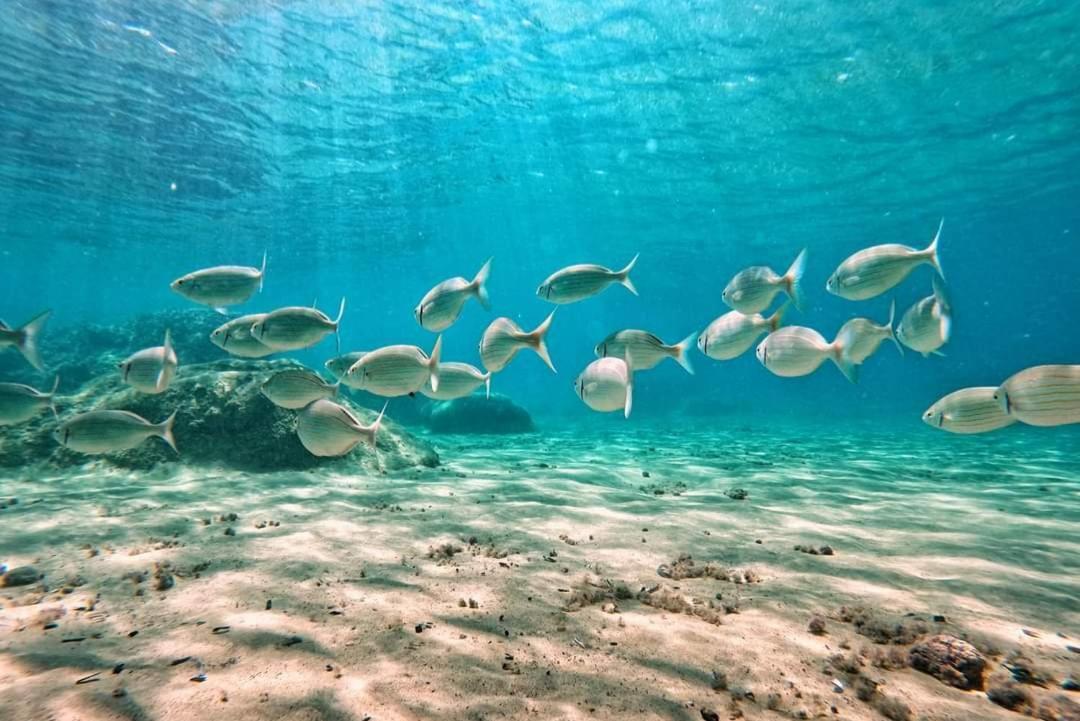 Mare Fuori Lägenhet Portoferraio Exteriör bild